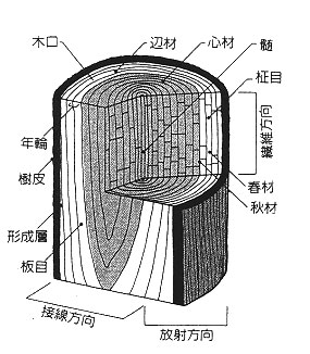 木を輪切にスライスすると現れる放射線の形状を木口といいます。年輪がはっきりと現れ樹齢もわかりますが一般に建築資材としては使われません。